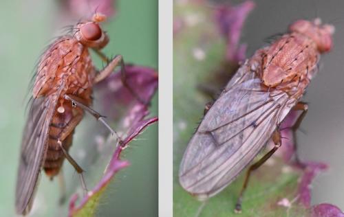 Réf. 268 996 : Suillia notata